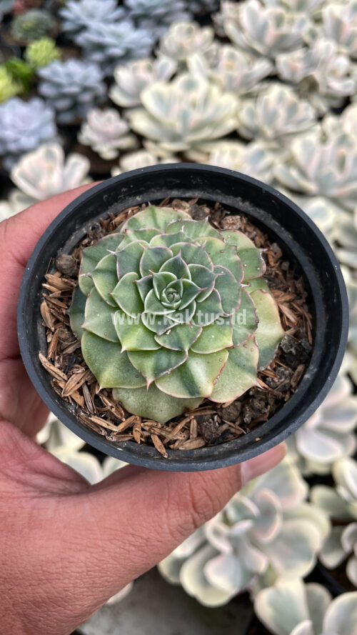 Graptopetalum Bellum Lite Variegated, real gallery image #3 plants. Picture taken directly from kaktus.id community Graptopetalum farmer green houses.