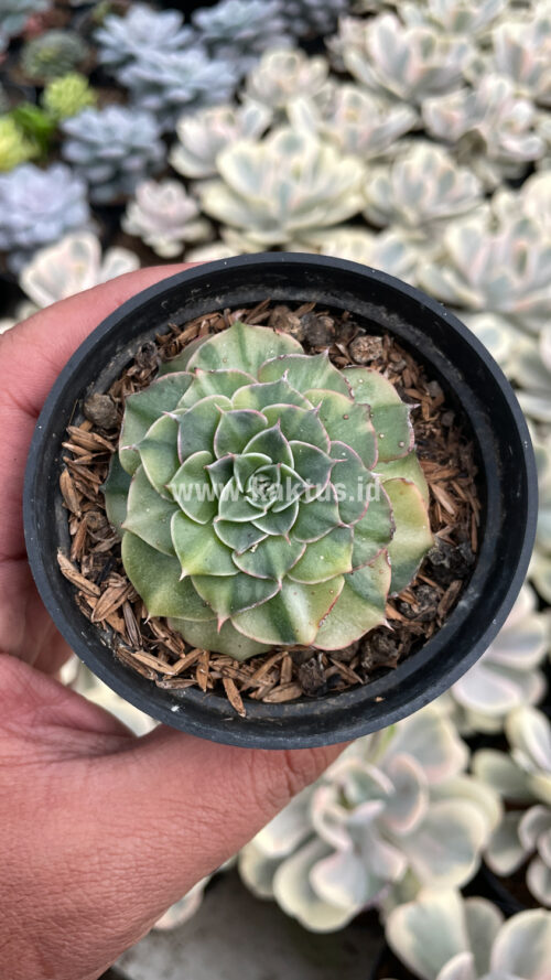 Graptopetalum Bellum Lite Variegated, real gallery image #2 plants. Picture taken directly from kaktus.id community Graptopetalum farmer green houses.