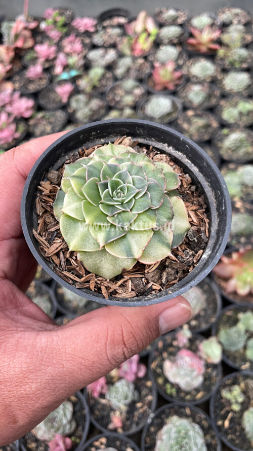 Graptopetalum Bellum Lite Variegated, real gallery image #19 plants. Picture taken directly from kaktus.id community Graptopetalum farmer green houses.