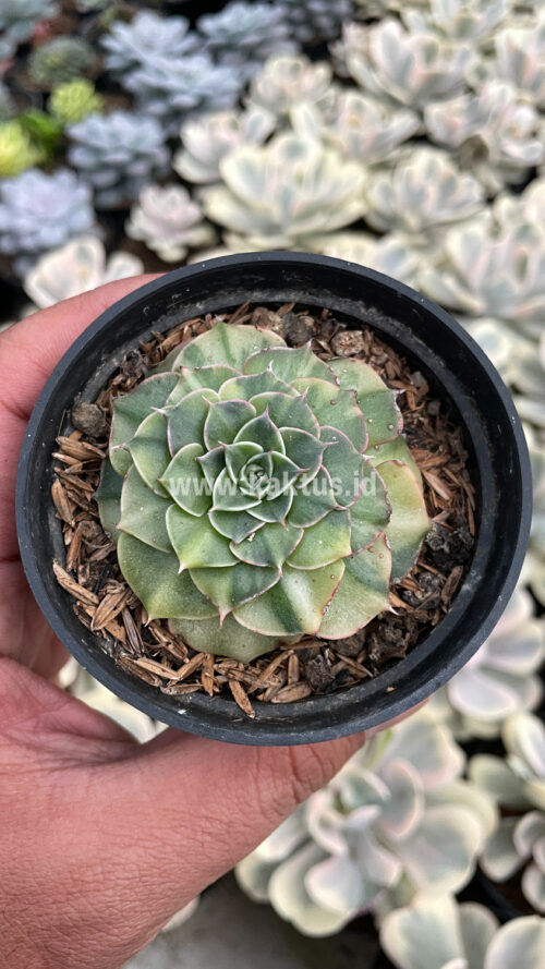Graptopetalum Bellum Lite Variegated, real gallery image #1 plants. Picture taken directly from kaktus.id community Graptopetalum farmer green houses.