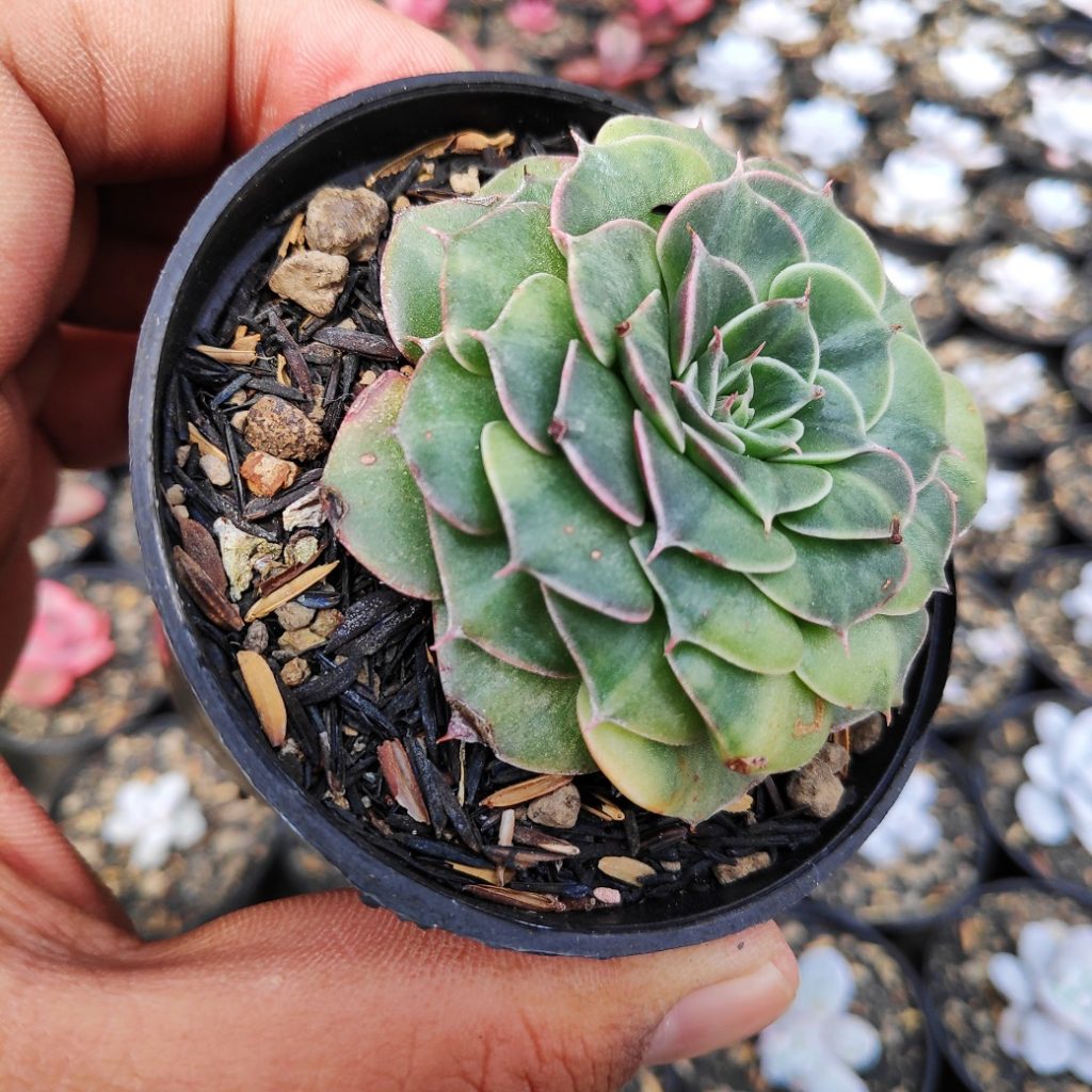 kaktus.id