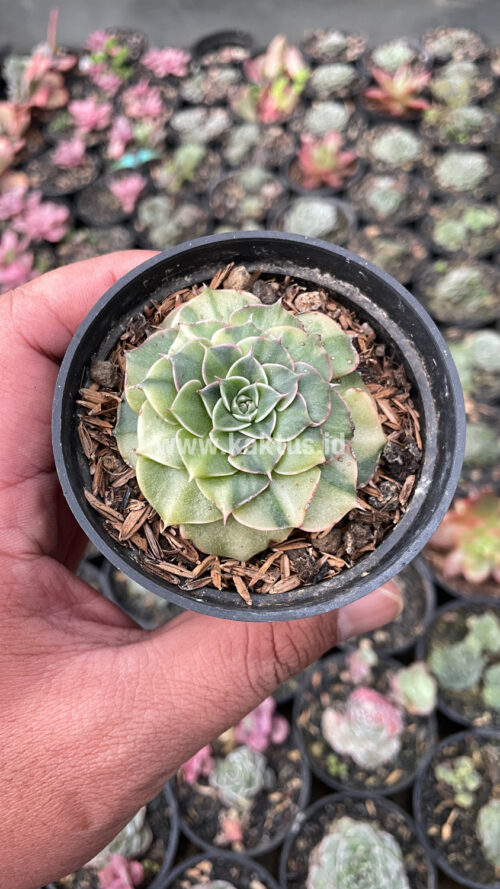Graptopetalum Bellum Lite Variegated, real gallery image #18 plants. Picture taken directly from kaktus.id community Graptopetalum farmer green houses.