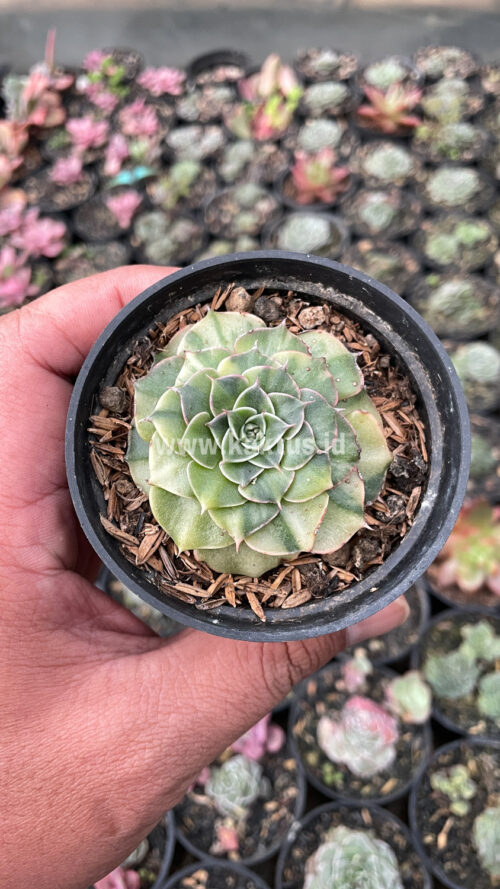 Graptopetalum Bellum Lite Variegated, real gallery image #17 plants. Picture taken directly from kaktus.id community Graptopetalum farmer green houses.