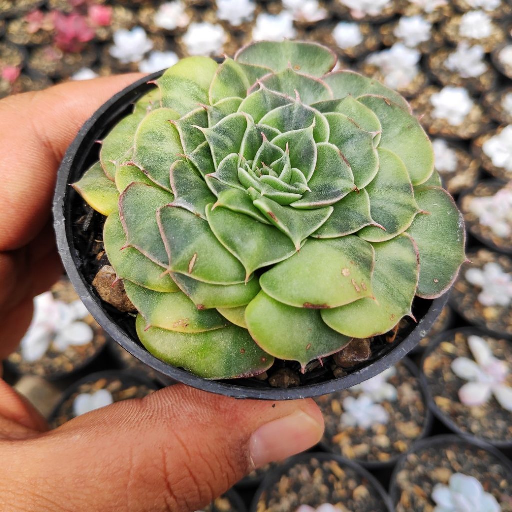 kaktus.id