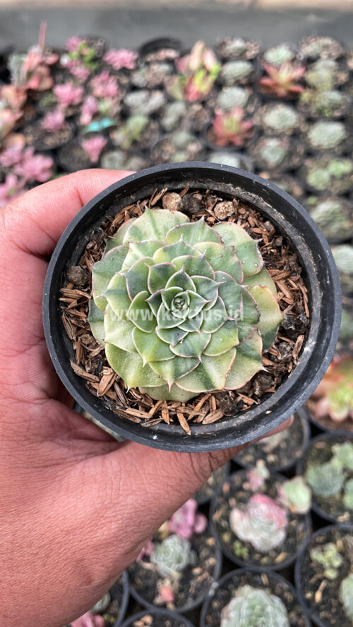 Graptopetalum Bellum Lite Variegated, real gallery image #16 plants. Picture taken directly from kaktus.id community Graptopetalum farmer green houses.