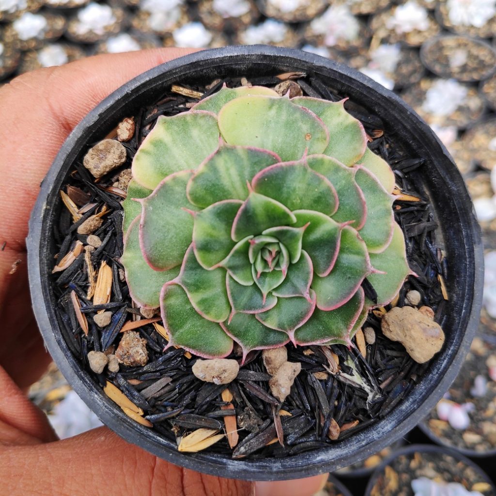 kaktus.id