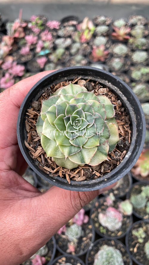 Graptopetalum Bellum Lite Variegated, real gallery image #15 plants. Picture taken directly from kaktus.id community Graptopetalum farmer green houses.