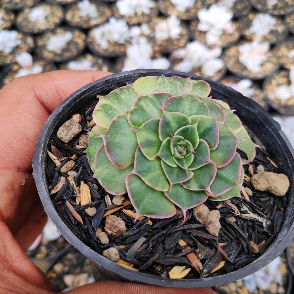 kaktus.id