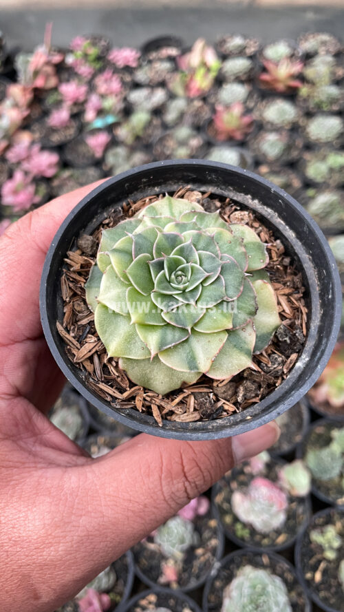 Graptopetalum Bellum Lite Variegated, real gallery image #14 plants. Picture taken directly from kaktus.id community Graptopetalum farmer green houses.