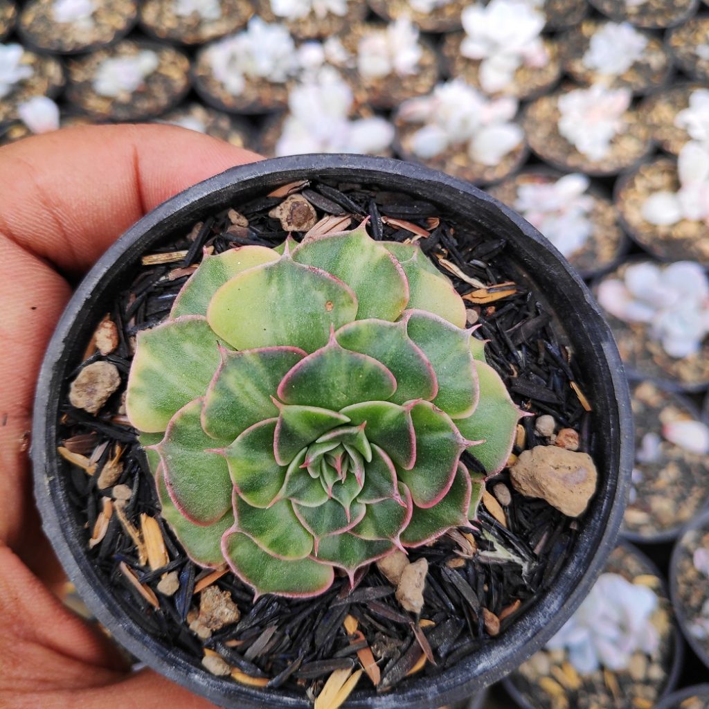 kaktus.id