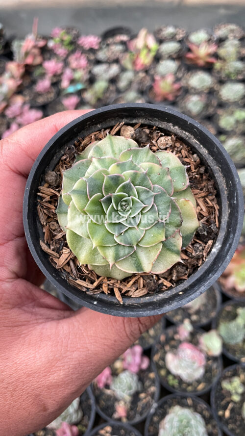 Graptopetalum Bellum Lite Variegated, real gallery image #13 plants. Picture taken directly from kaktus.id community Graptopetalum farmer green houses.