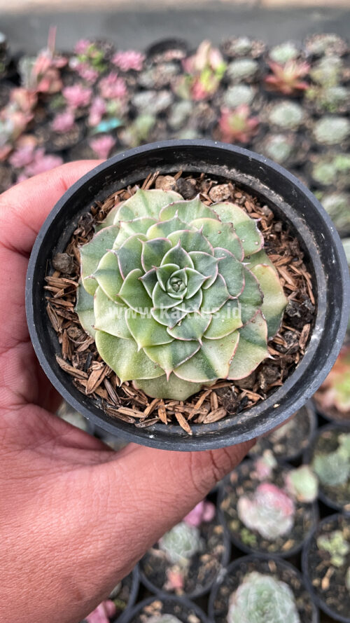 Graptopetalum Bellum Lite Variegated, real gallery image #12 plants. Picture taken directly from kaktus.id community Graptopetalum farmer green houses.