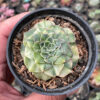 Graptopetalum Bellum Lite Variegated, real feature image plant. Picture taken directly from kaktus.id community Graptopetalum farmer green houses.