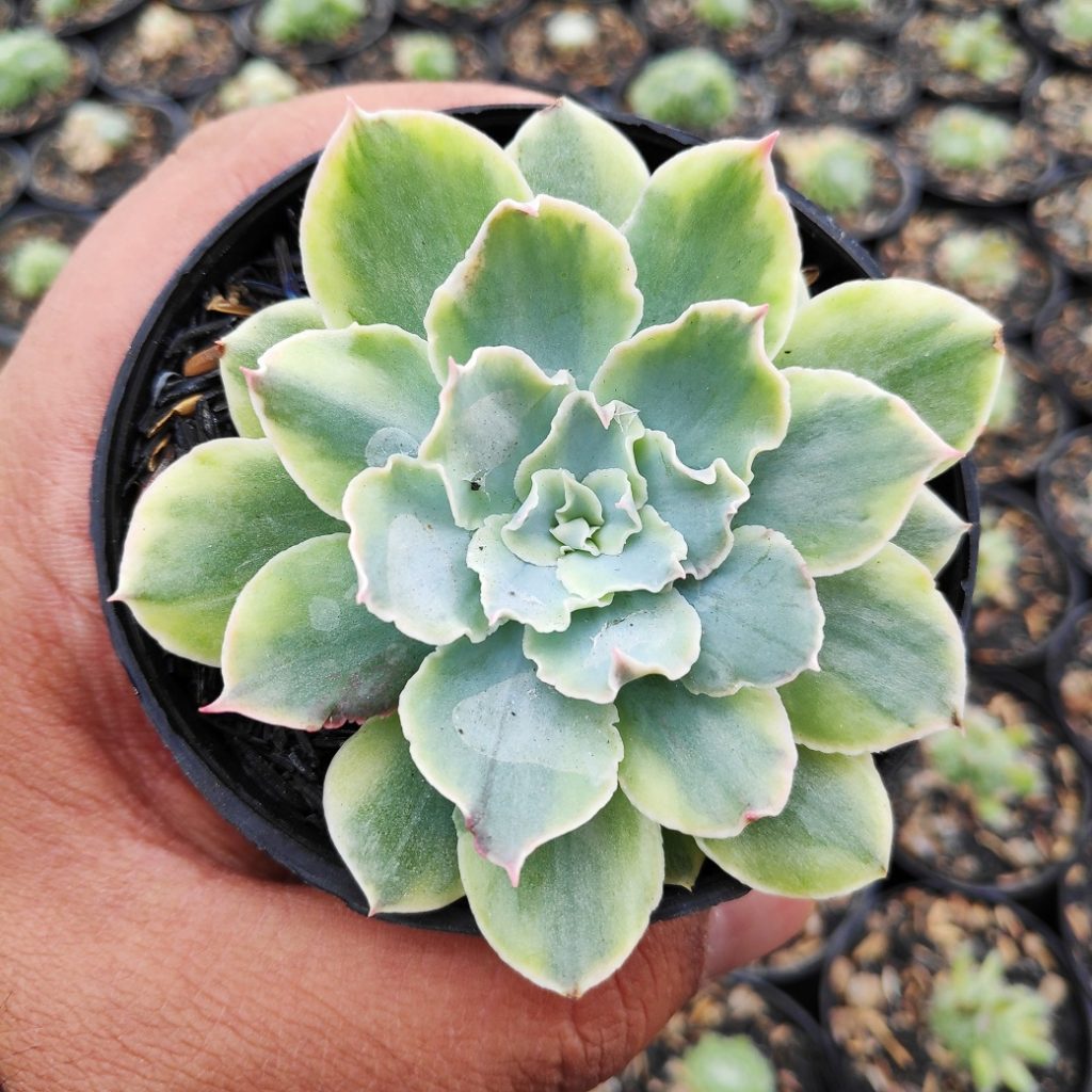 kaktus.id