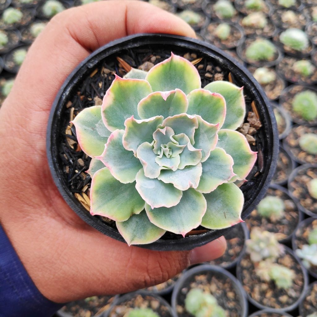 kaktus.id