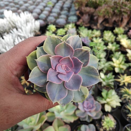 Echeveria Perle Von Numberg Mutation, real gallery image #6 plants. Picture taken directly from kaktus.id community Echeveria farmer green houses.