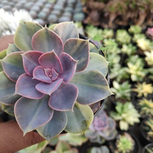 Echeveria Perle Von Numberg Mutation, real gallery image #5 plants. Picture taken directly from kaktus.id community Echeveria farmer green houses.