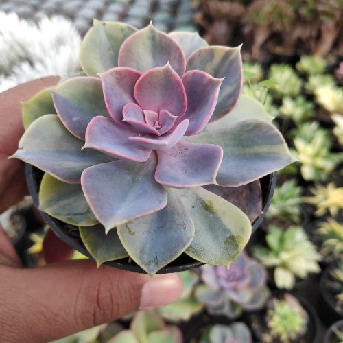 Echeveria Perle Von Numberg Mutation, real gallery image #4 plants. Picture taken directly from kaktus.id community Echeveria farmer green houses.