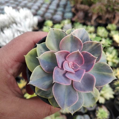Echeveria Perle Von Numberg Mutation, real gallery image #3 plants. Picture taken directly from kaktus.id community Echeveria farmer green houses.