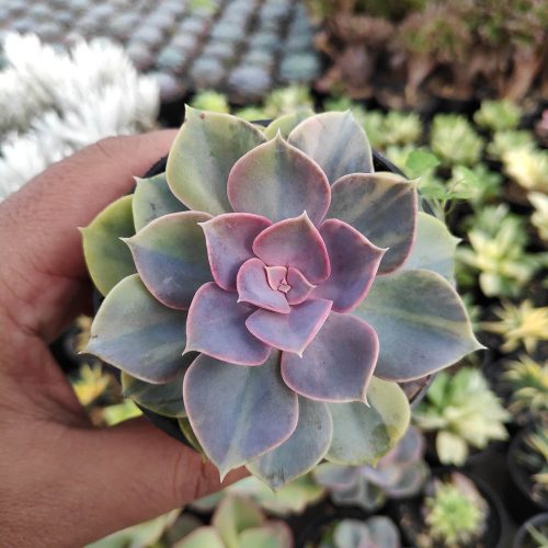 Echeveria Perle Von Numberg Mutation, real gallery image #7 plants. Picture taken directly from kaktus.id community Echeveria farmer green houses.