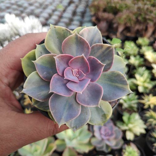 Echeveria Perle Von Numberg Mutation, real gallery image #2 plants. Picture taken directly from kaktus.id community Echeveria farmer green houses.
