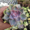 Echeveria Perle Von Numberg Mutation, real gallery image #1 plants. Picture taken directly from kaktus.id community Echeveria farmer green houses.