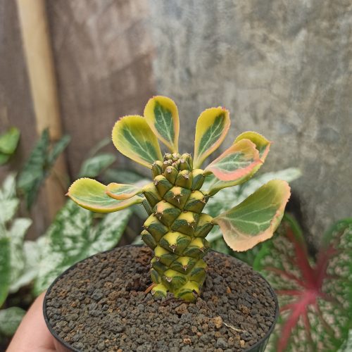 Monadenium Ritchiei Variegated, real gallery image #16 plants. Picture taken directly from kaktus.id community Monadenium farmer green houses.