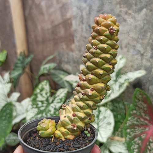 Monadenium Ritchiei Variegated, real gallery image #15 plants. Picture taken directly from kaktus.id community Monadenium farmer green houses.