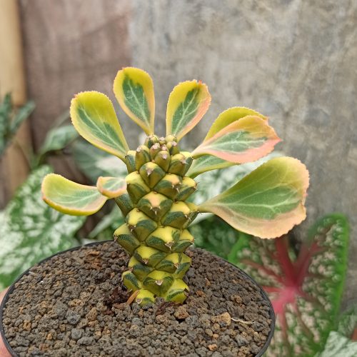 Monadenium Ritchiei Variegated, real gallery image #17 plants. Picture taken directly from kaktus.id community Monadenium farmer green houses.