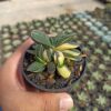Gasteria Minima Variegated, real gallery image #3 plants. Picture taken directly from kaktus.id community Gasteria farmer green houses.