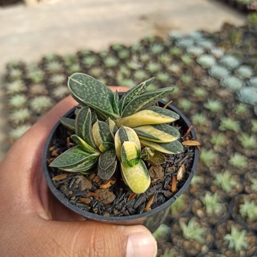 Gasteria Minima Variegated, real gallery image #2 plants. Picture taken directly from kaktus.id community Gasteria farmer green houses.