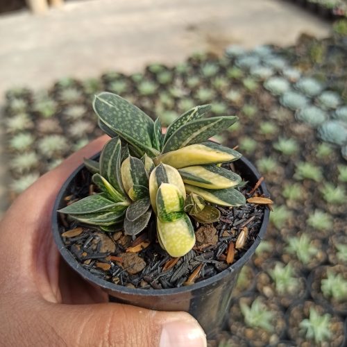 Gasteria Minima Variegated, real gallery image #5 plants. Picture taken directly from kaktus.id community Gasteria farmer green houses.