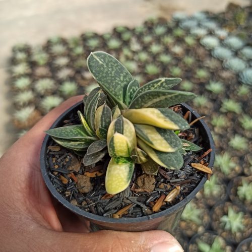 Gasteria Minima Variegated, real gallery image #4 plants. Picture taken directly from kaktus.id community Gasteria farmer green houses.