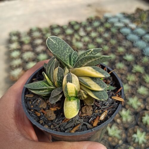 Gasteria Minima Variegated, real gallery image #6 plants. Picture taken directly from kaktus.id community Gasteria farmer green houses.
