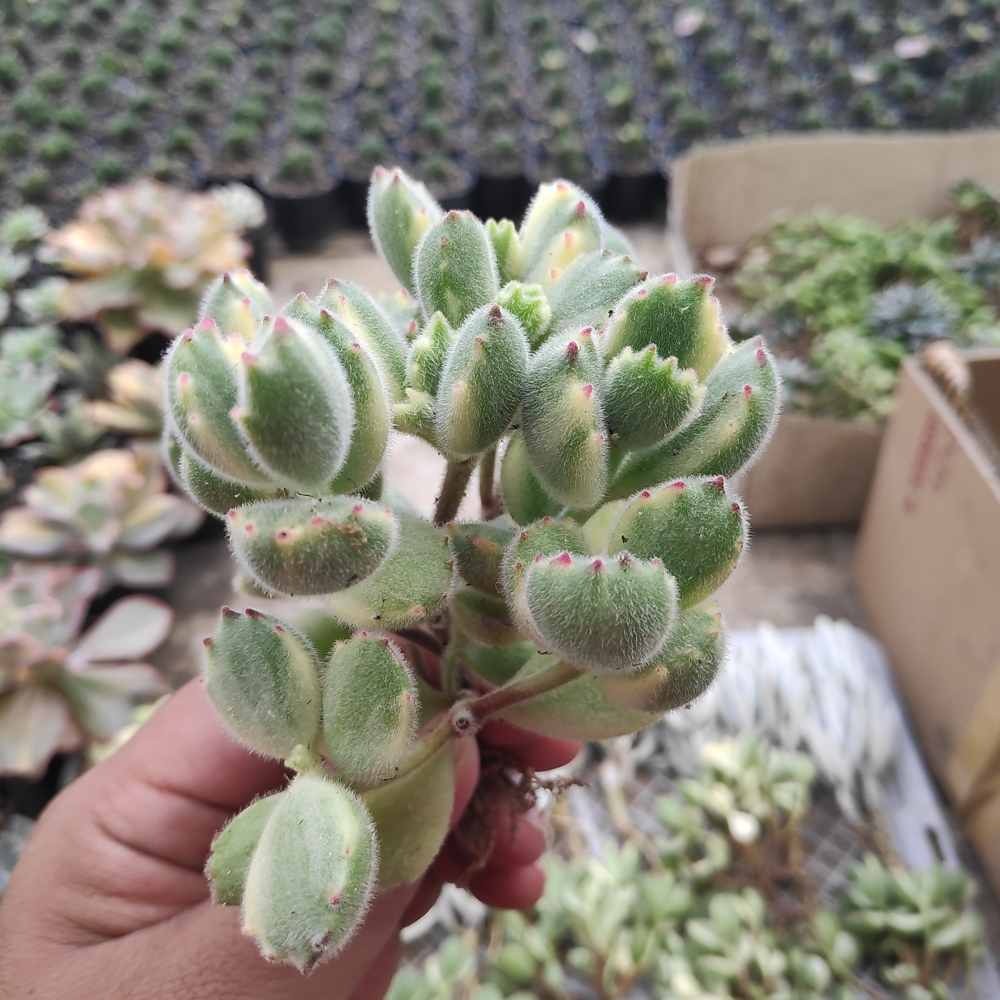 kaktus.id