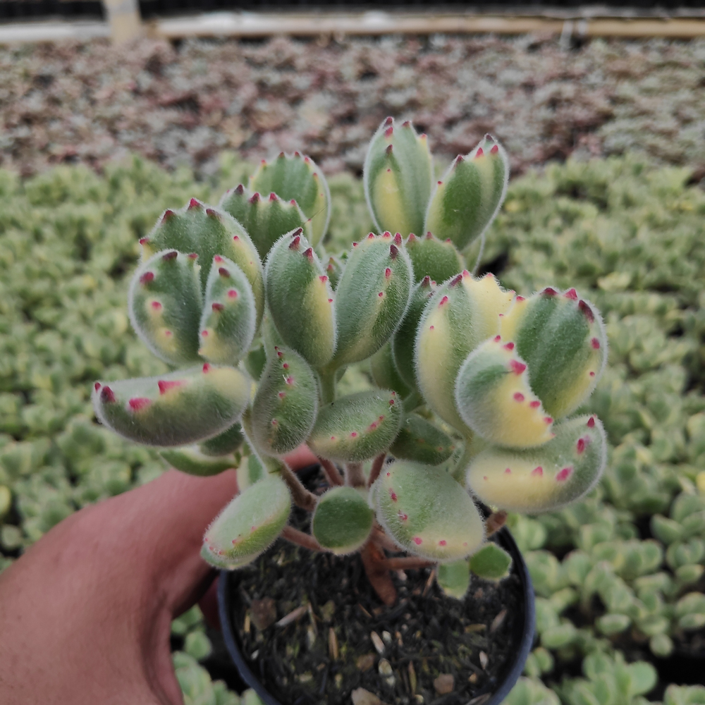 kaktus.id