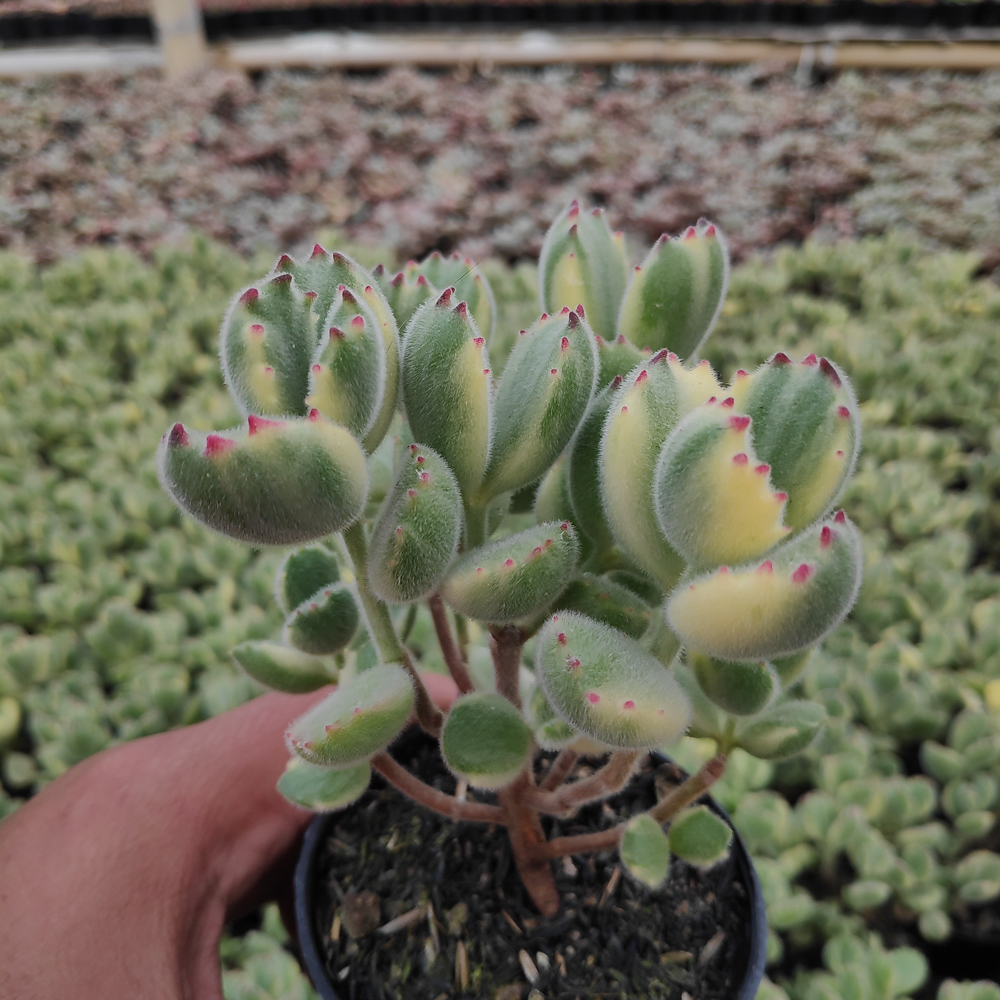 kaktus.id