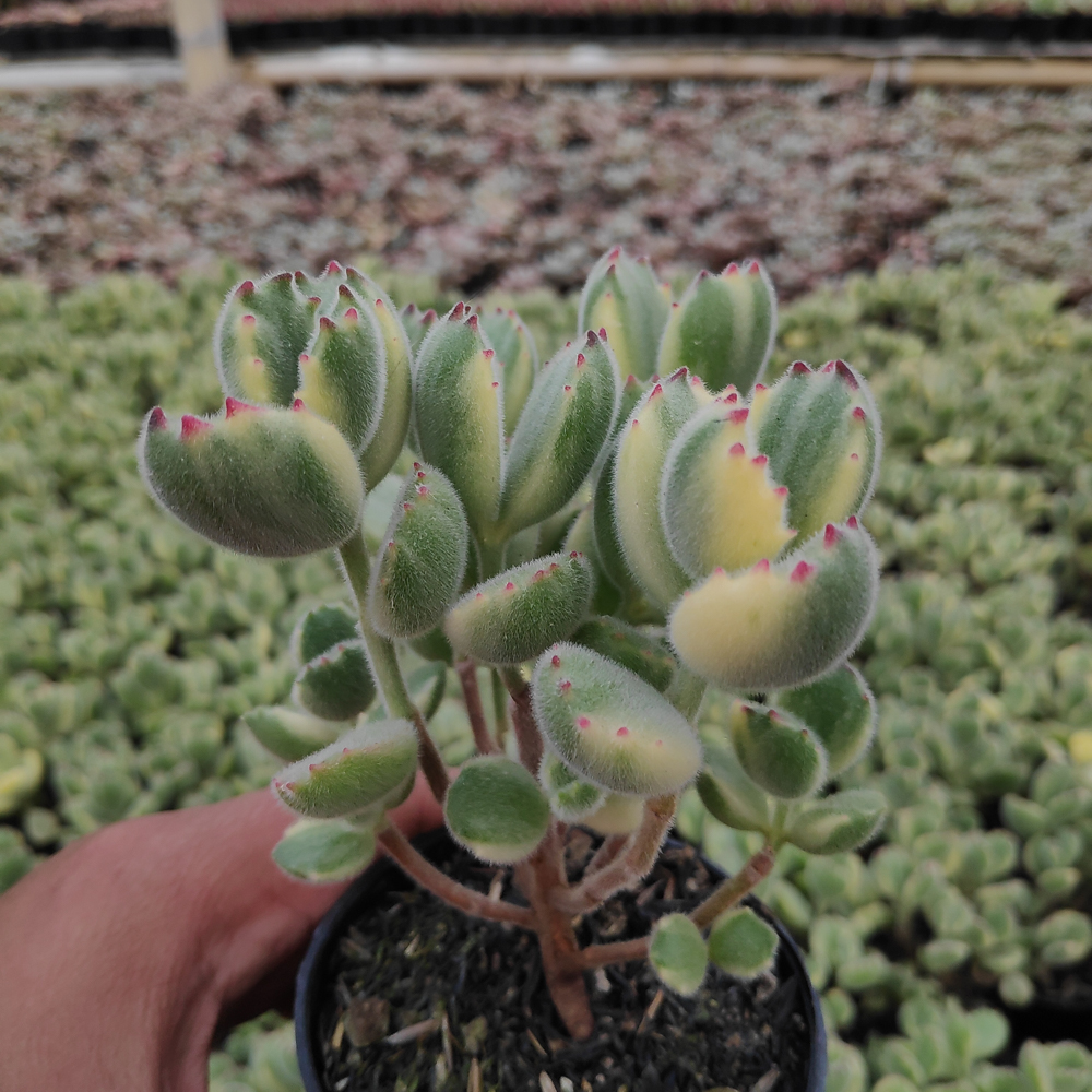 kaktus.id