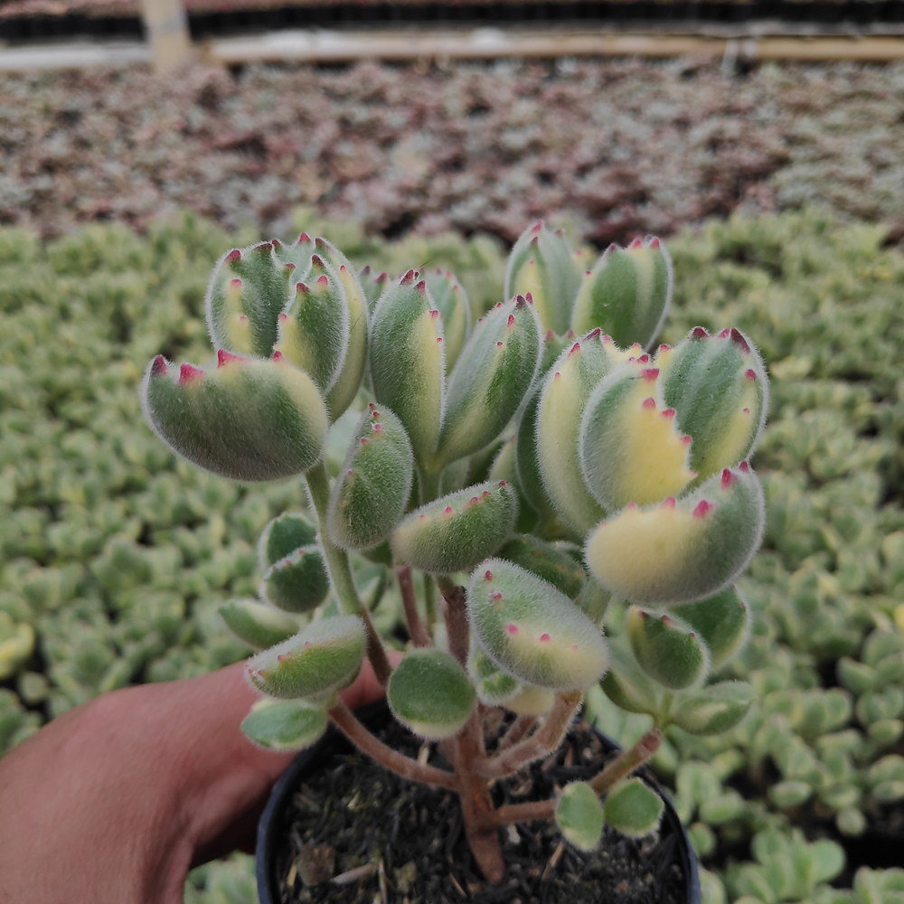 kaktus.id