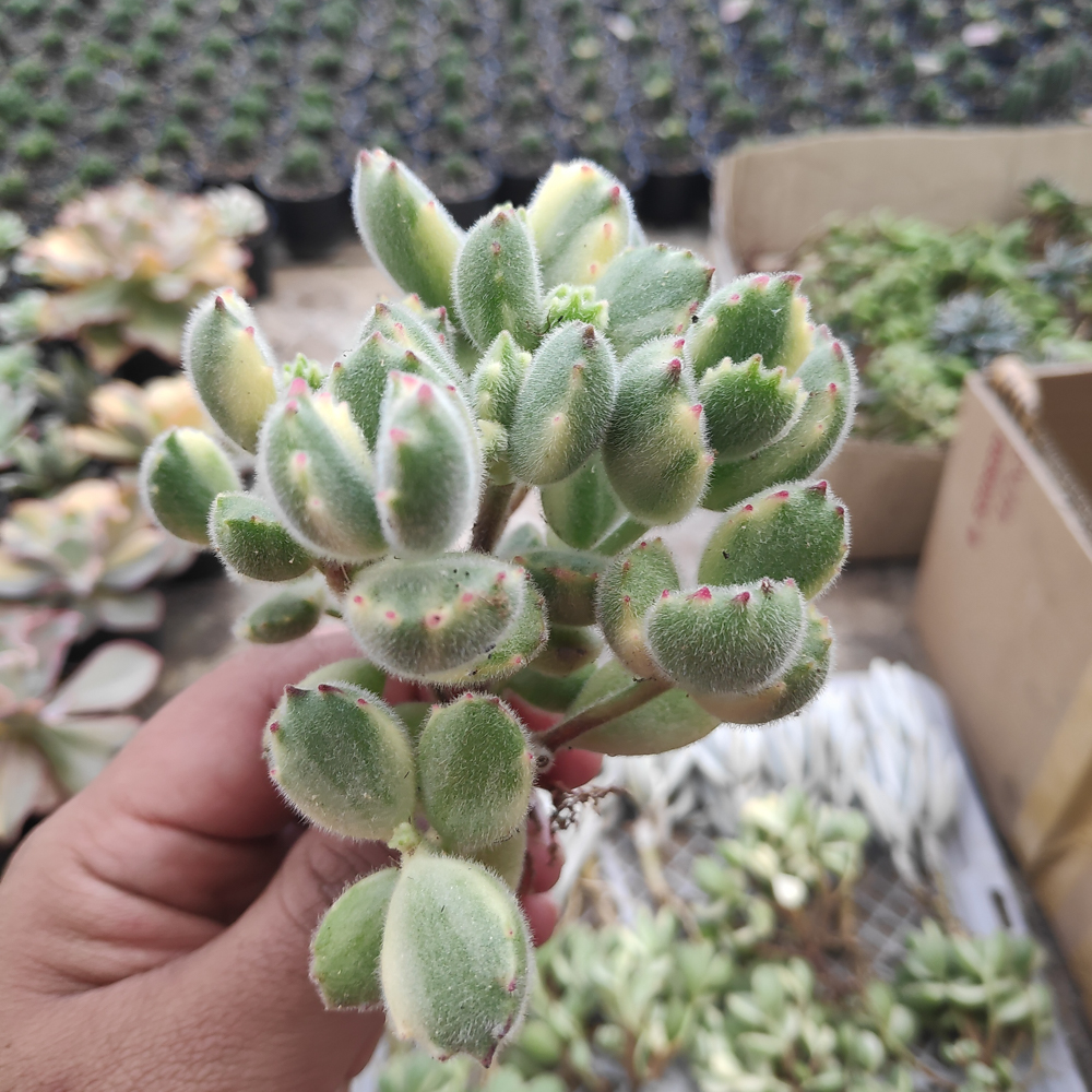 kaktus.id