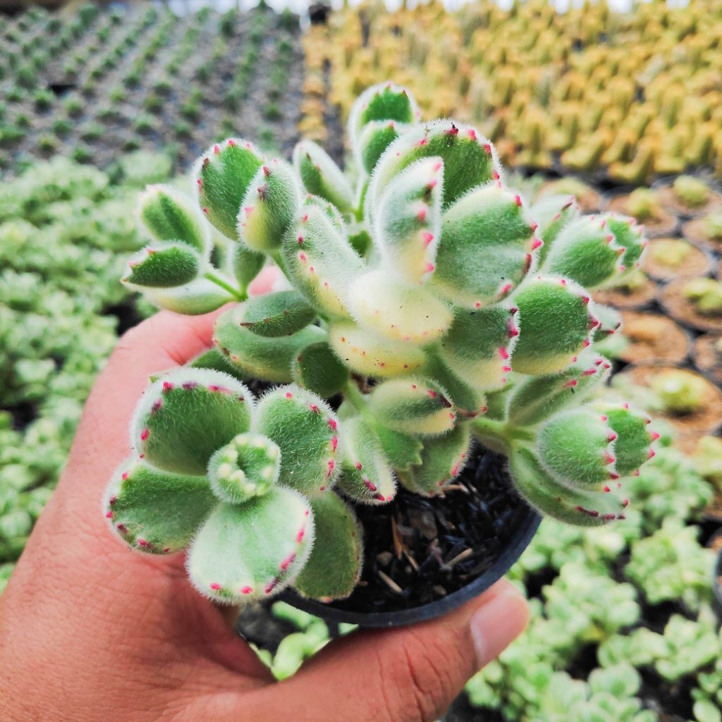 kaktus.id