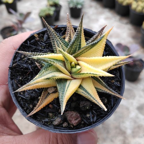 Haworthia Limifolia Variegated, real gallery image #14 plants. Picture taken directly from kaktus.id community Haworthia farmer green houses.