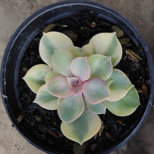Echeveria Perle Von Numberg Mutation, real gallery image #8 plants. Picture taken directly from kaktus.id community Echeveria farmer green houses.