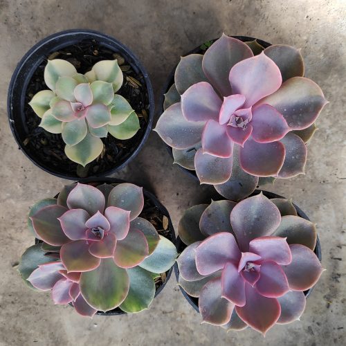 Echeveria Perle Von Numberg Mutation, real gallery image #11 plants. Picture taken directly from kaktus.id community Echeveria farmer green houses.