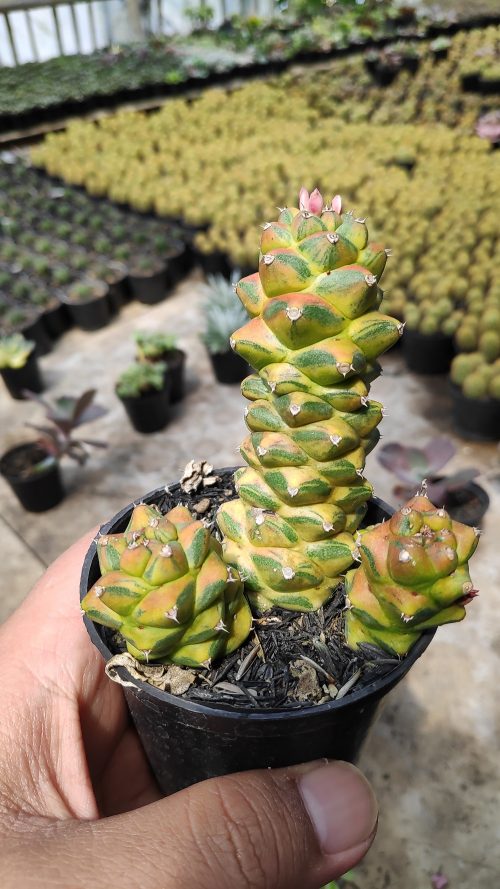 Monadenium Ritchiei Variegated, real gallery image #14 plants. Picture taken directly from kaktus.id community Monadenium farmer green houses.