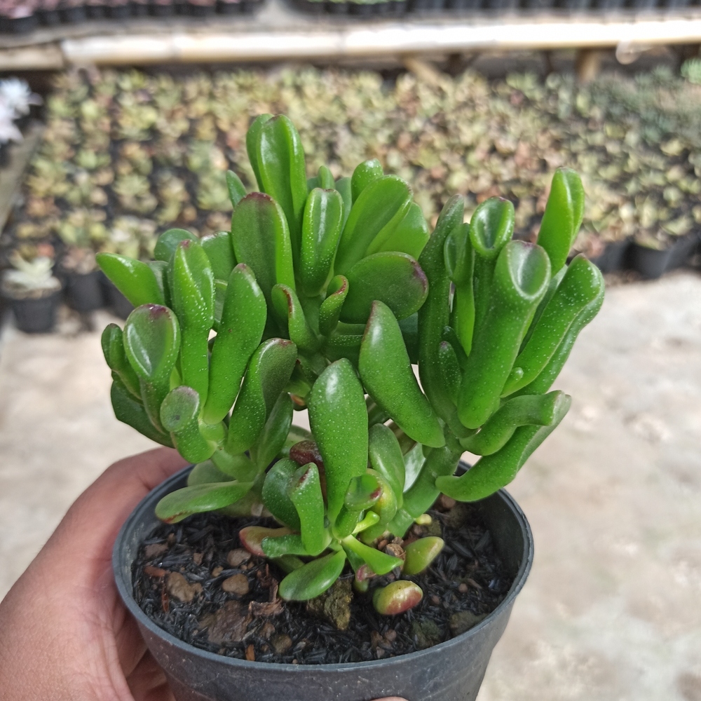 kaktus.id