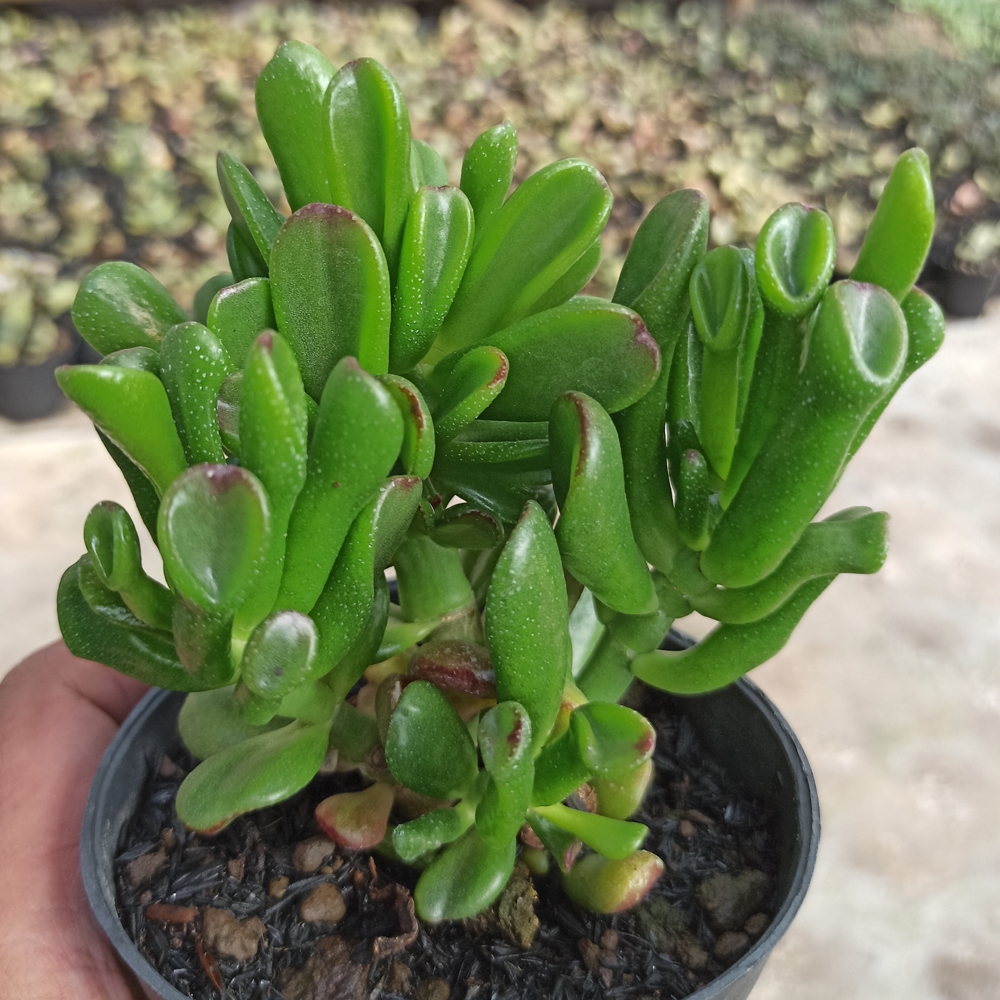 kaktus.id