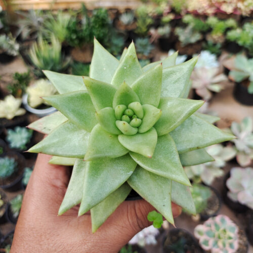 Echeveria Agavoides Aqua Marine, real gallery image #7 plants. Picture taken directly from kaktus.id community Echeveria farmer green houses.