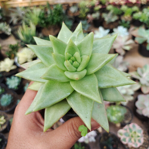 Echeveria Agavoides Aqua Marine, real gallery image #6 plants. Picture taken directly from kaktus.id community Echeveria farmer green houses.