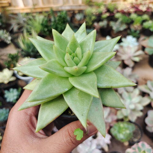 Echeveria Agavoides Aqua Marine, real gallery image #5 plants. Picture taken directly from kaktus.id community Echeveria farmer green houses.